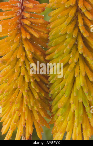 Kniphofia "Api" Tramonto' AGM (red hot poker, torcia lily) Foto Stock