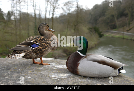 Una coppia di le anatre bastarde seduta sul ponte sopra il fiume teme a Ludlow, Shropshire, Inghilterra. Foto Stock