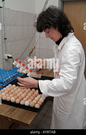 Donna di mettere le uova su un piatto pronto per andare in un incubatore in incubatrice di un pollo industriale Farm Foto Stock