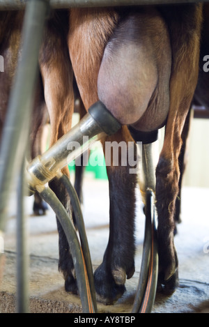 Capra è munto dalla macchina di mungitura, vista ritagliata della mammella e il lavaggio Foto Stock