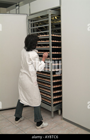 Donna spingendo un carrello impilati con le vaschette di uova in un incubatore in incubatrice commerciale azienda agricola di pollame Foto Stock