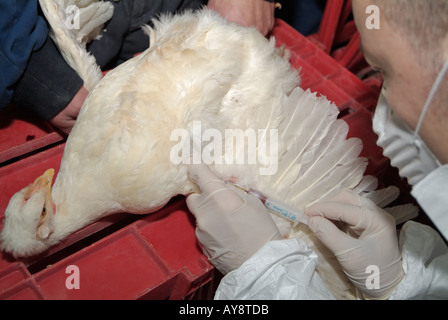 Ministero dell'agricoltura Vet prendendo un campione di sangue di un pollo di Cobb di test per H5N1 influenza aviaria virus Foto Stock