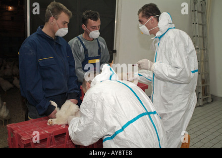 Ministero dell'agricoltura veterinari a prelevare campioni di sangue da Cobb polli al test per il virus H5N1 influenza aviaria virus Foto Stock