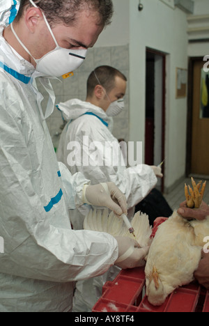 Ministero dell'agricoltura veterinari a prelevare campioni di sangue da Cobb polli al test per il virus H5N1 influenza aviaria virus Foto Stock