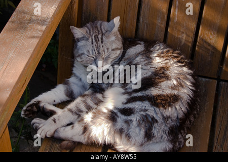 Silver tabby gatto addormentato sul giardino ombreggiato da banco, REGNO UNITO Foto Stock