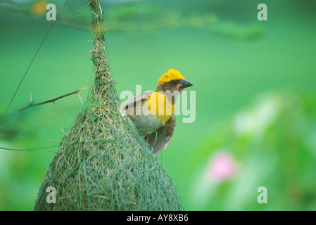 Baya tessitore a nido Foto Stock