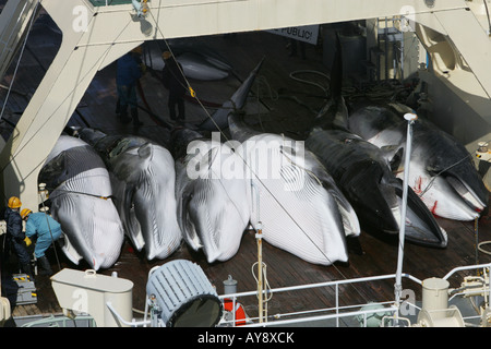 Dead le balene di Minke sul flensing deck di ricerca/nave officina, la Nisshin Maru, del giapponese flotta baleniera. Foto Stock