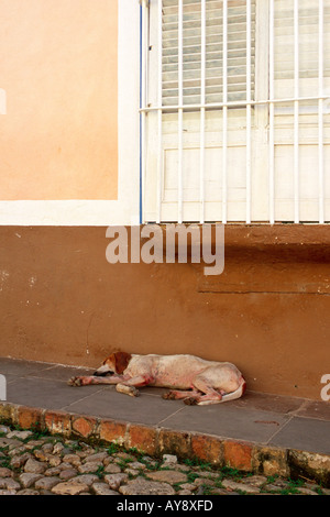 Cane pigro addormentato su una strada in Trinidad, Cuba Foto Stock
