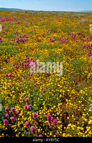 Campo di fiori selvatici in fiore nella soleggiata California del sud Antelope Valley Riserva di papavero Mohave Desert Foto Stock