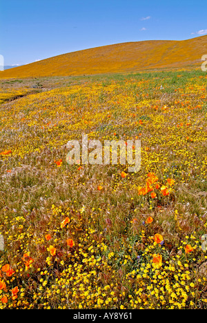 Campo di fiori selvatici in fiore nella soleggiata California del sud Antelope Valley Riserva di papavero Mohave Desert Foto Stock