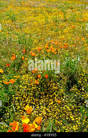 Campo di fiori selvatici in fiore nella soleggiata California del sud Antelope Valley Riserva di papavero Mohave Desert Foto Stock