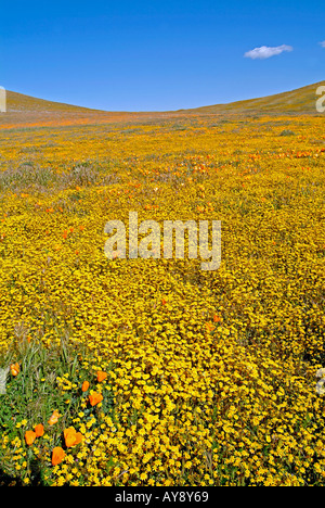 Campo di fiori selvatici in fiore nella soleggiata California del sud Antelope Valley Riserva di papavero Mohave Desert Foto Stock