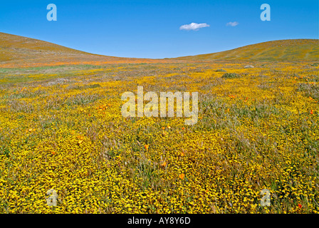 Campo di fiori selvatici in fiore nella soleggiata California del sud Antelope Valley Riserva di papavero Mohave Desert Foto Stock