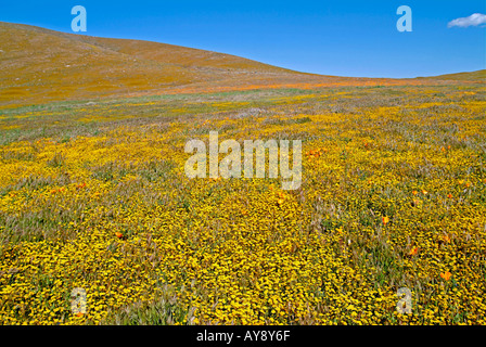 Campo di fiori selvatici in fiore nella soleggiata California del sud Antelope Valley Riserva di papavero Mohave Desert Foto Stock