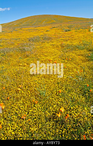 Campo di fiori selvatici in fiore nella soleggiata California del sud Antelope Valley Riserva di papavero Mohave Desert Foto Stock