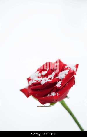 Single red rose ricoperta di neve su bianco Foto Stock