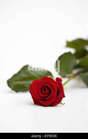 Single rose rosso su bianco Foto Stock