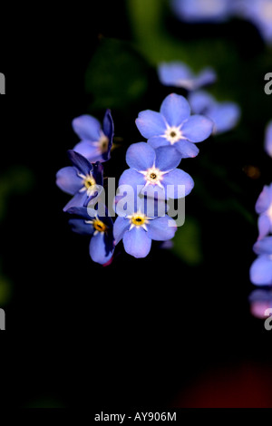 NON DIMENTICARMI (Myosotis arvensis) Foto Stock