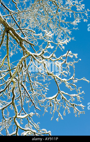Acer pseudoplatanus. Sicomoro rami e le cime coperte di neve contro un cielo blu. Regno Unito Foto Stock