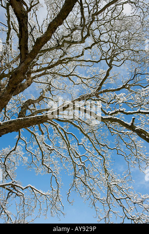 Coperta di neve quercia contro un cielo blu. Oxfordshire, Inghilterra Foto Stock