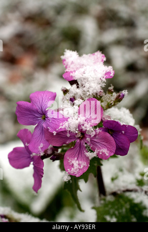 Aprile neve su LUNARIA ANNUA FIORI Foto Stock