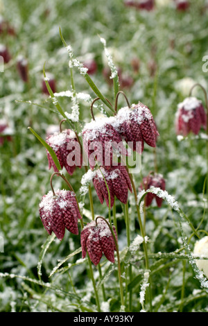 Aprile neve su Fritillaria meleagris Foto Stock