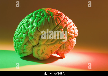 Campione di anatomia del cervello umano Foto Stock