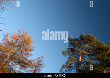 Alberi in autunno con foglie di alcuna impostazione di Sun Foto Stock