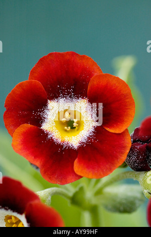 Padiglione auricolare primula ricca la testina di lettura con centro di colore giallo Foto Stock