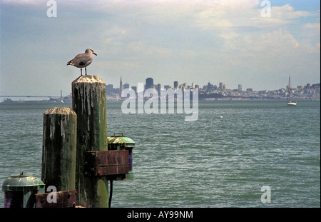 Un gabbiano posatoi sulla cima di un palo di legno dalla baia di Sausalito, California. Foto Stock