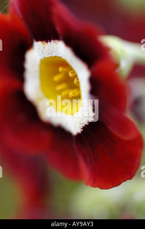 Padiglione auricolare primula ricca la testina di lettura con centro di colore giallo Foto Stock