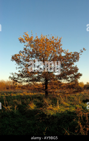 Alberi in autunno con foglie di alcuna impostazione di Sun Foto Stock