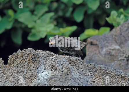 Terra di grandi dimensioni Finch Geospiza magnirostris Galápagos Foto Stock