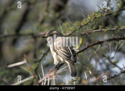 Grigio africano Bradornis Flycatcher microrhynchus Kenya Foto Stock