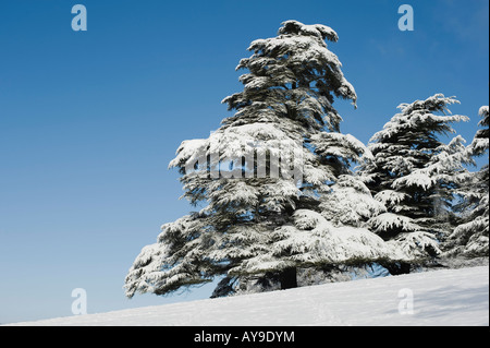 Coperta di neve albero di cedro nella campagna inglese. Oxfordshire, Inghilterra Foto Stock