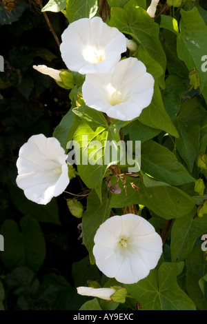 Hedge centinodia nome latino Calystegia sepium Foto Stock