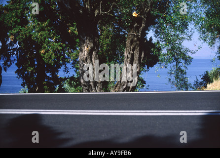 Ulivi secolari lungo la strada sull'isola di Corfu Foto Stock