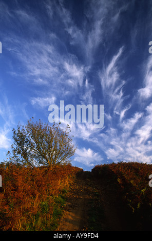 Autunno Bracken e unico albero che conduce verso il cielo al tramonto Foto Stock