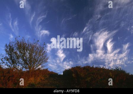 Autunno Bracken con nuvole di overhead Foto Stock