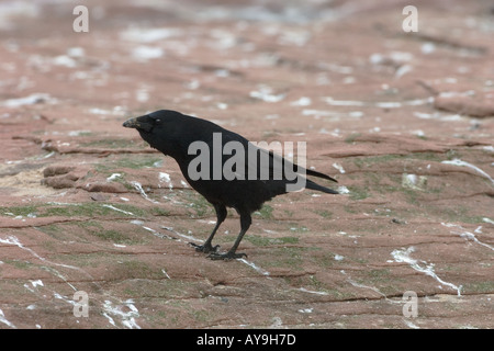 Cornacchia Foto Stock