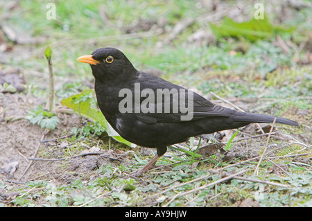 Merlo Foto Stock