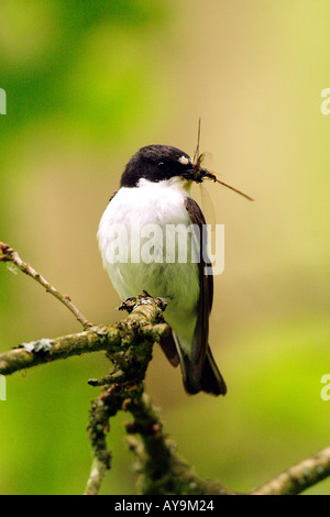 Pied Flycatcher con Damselfly preda Foto Stock