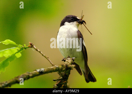 Pied Flycatcher con Damselfly preda Foto Stock