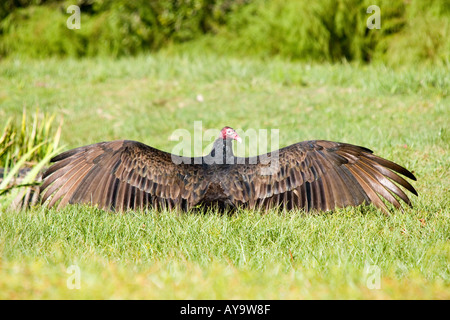 La Turchia vulture diffondere le sue ali in un classico la posizione dell'aquila in Florida Foto Stock