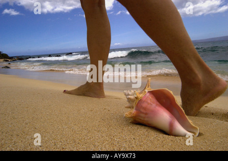 Persona a camminare lungo la spiaggia conch shell Foto Stock