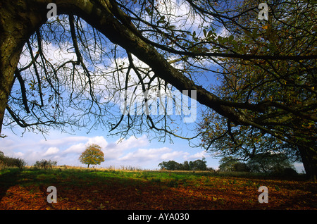 Cavallo sovrastante il ramo di castagno e singolo albero a distanza da prendere nella contea di Dorset England Regno Unito Foto Stock