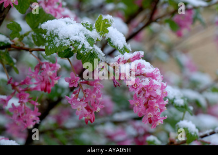 La fioritura del ribes Ribes sanguineum fiori coperti da una luce la caduta di neve in primavera Foto Stock