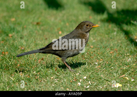 Gallina femmina blackbird con birdfood su un giardino prato in primavera Foto Stock