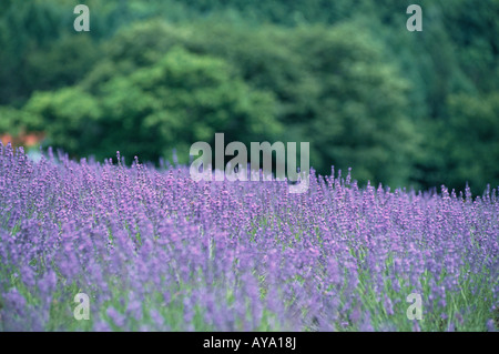 Campo di lavanda in Kamifurano Foto Stock