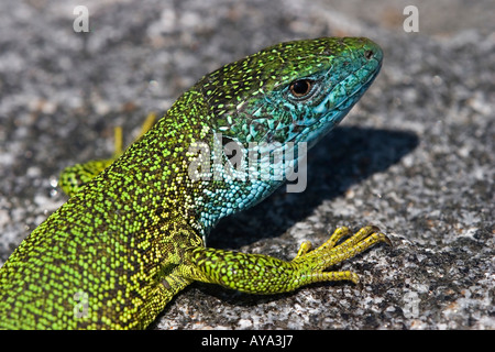 Eastern ramarro Lacerta viridis Foto Stock